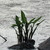 :iconvelacyn: