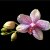 velvet-eyes :iconvelvet-eyes: