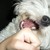 :iconvelvetroses12: