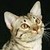 :iconvelvetstar-cat: