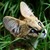 :iconvenatrix-serval: