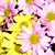 :iconvendoflores: