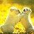 :iconvenus120: