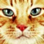 :iconvenusice: