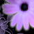 :iconvenusss3311: