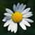 :iconverdine: