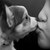 :iconveritasodiumparit: