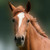 :iconvernid: