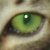 :iconverona84: