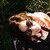 veronica-p :iconveronica-p: