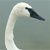 :iconVertigo-Talon: