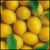 :iconvertigolemon: