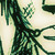 :iconveru-ignis-parum: