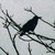:iconvery--ape: