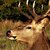 Verycrazygirl :iconverycrazygirl: