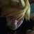 :iconvexrokuforever17: