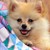 :iconvgirl143: