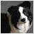 :iconvhusky675: