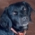 :iconvibrajet: