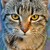 :iconviciousgoldfish: