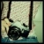 :iconviciousmuffin: