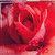 :iconviciousrumoursgirl: