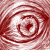 :iconViciousVeggie: