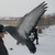 :iconvicomtyan: