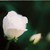 :iconvictoria-fletcher: