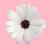 :iconvictoria2367: