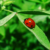 :iconvictorianehaichik: