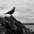 :iconvidiphoto: