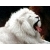 :iconviewer19: