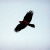 :iconvii-mrcrow: