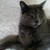 VikingTalon :iconvikingtalon: