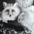 :iconviktorfox: