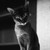 :iconviktoriya76199: