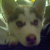 :iconvincentmeeko: