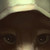 :iconvincentwolf: