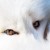 :iconvinosilvertails: