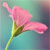 :iconvintage90: