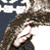 :iconvintagejake:
