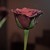 :iconvintagepretty:
