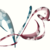 :iconvio-bird:
