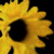 :iconviolentviolets: