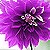 :iconviolet-floweret: