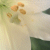 :iconviolet-k: