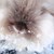 :iconviolet-peacock: