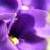 :iconviolet522:
