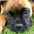 :iconviolethunnydog: